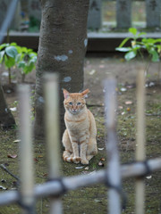 猫日和