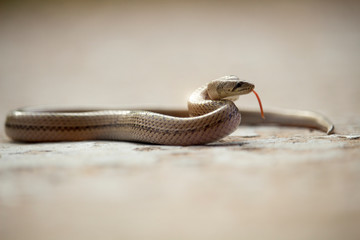 A small snake on the cement floor