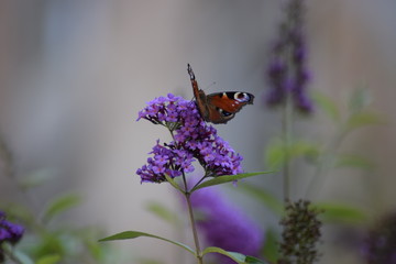 butterfly on flower