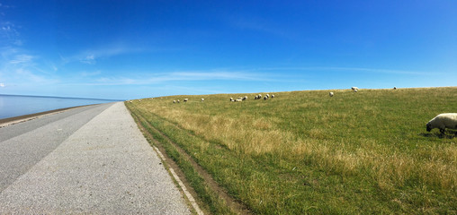 Panorama of Sheep grazing on a dike in East Frisia (Ostfriesland),Germany, on the North Sea shore on a beautiful summer day with blue sky.