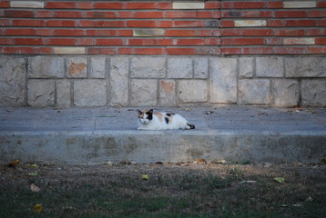 Spanish Calico Cat on Step