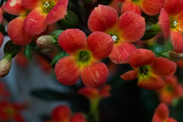 Red Daisy beautiful close up
