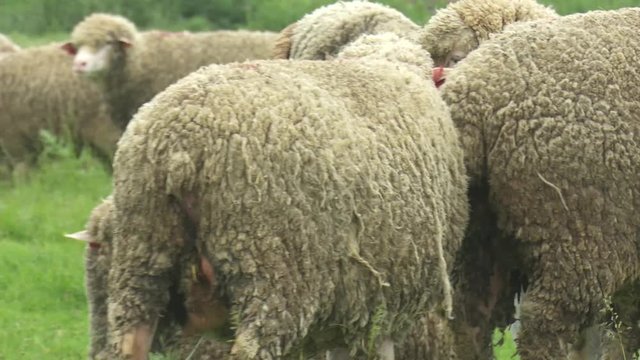 Merinos Sheep Outdor Grass