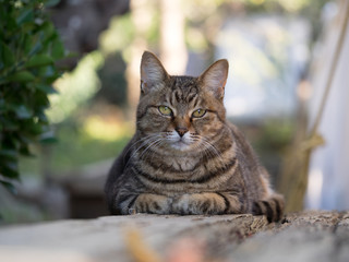 猫日和