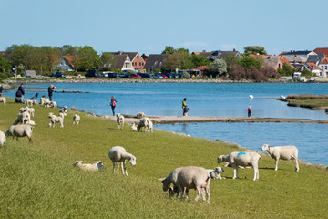 Schafe grasen auf einem Deich am Meer auf der deutschen Insel Fehmarn in der Ostsee