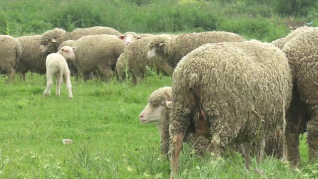 Merinos Sheep Outdor Grass