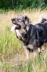 Portrait of a shaggy dog in nature