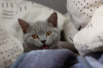 Lachende Katze im Bett