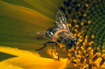 Insect