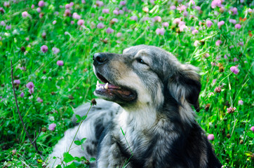 Portrait of a shaggy dog in nature