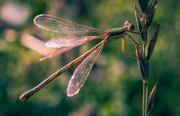 Dragonfly