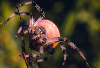 Spider