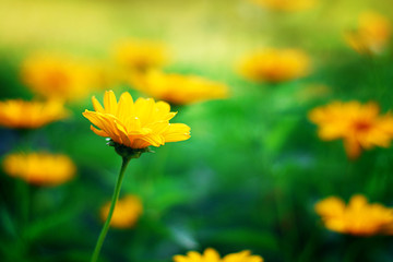 Bright colorful orange-yellow flowers in summer garden, beautiful  blooming heliopsis, soft focus, blurred background