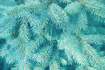 Naklejka na ściany i meble Blue spruce twigs for christmas and new year background, soft selective focus, blurred .