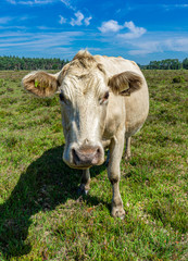 New Forest Cattle