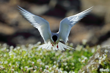 Arctic Tern Flying