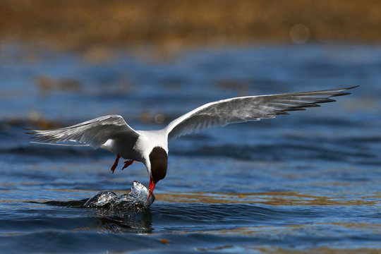 Arctic Tern Flying