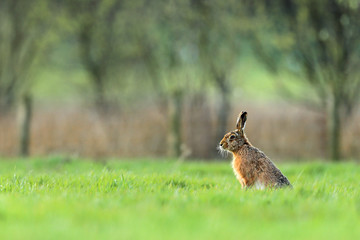 Brown Hare in British countryside - 280748033
