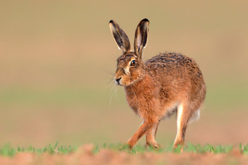 Brown Hare running