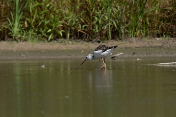 Black-winged Stilt (Himantopus himantopus)