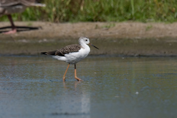 Black-winged Stilt (Himantopus himantopus)