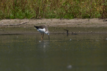 Black-winged Stilt (Himantopus himantopus)