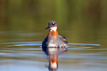 Red Necked Phalarope