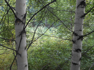 tree in the forest