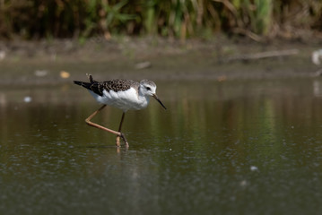 Black-winged Stilt (Himantopus himantopus)
