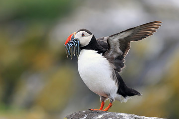 Puffin Seabird