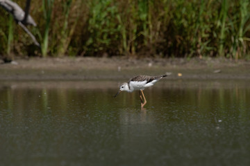 Black-winged Stilt (Himantopus himantopus)