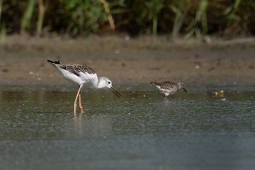Black-winged Stilt (Himantopus himantopus)