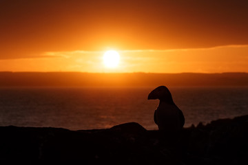 Plakat Puffin in Sunset