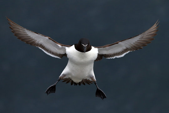 Guillimot flying