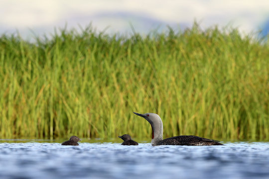 Red Throated Diver Loon