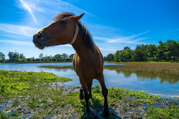 New Forest Pony