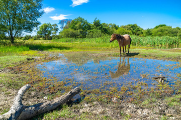 New Forest Pony