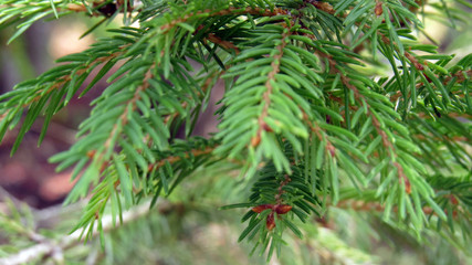 Close up of pine tree branches in summer forest