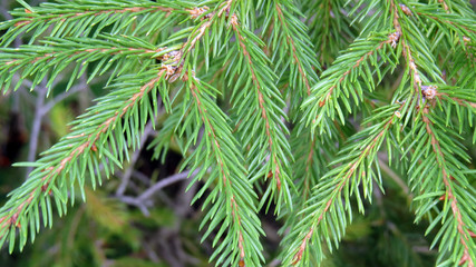 Close up of pine tree branches in summer forest