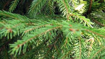Close up of pine tree branches in summer forest