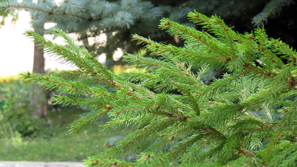 Close up of pine tree branches in summer forest