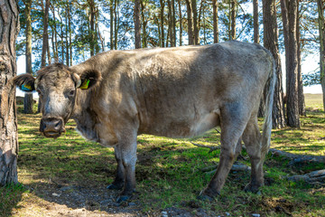 New Forest Cattle