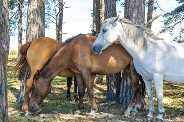 New Forest Ponies