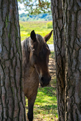 New Forest Pony