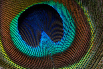 Closeup (macro) shot of Peacock feather