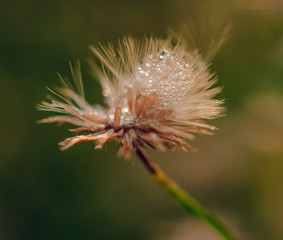 Meadow flowers