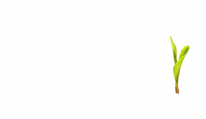 Young corn - isolated on white