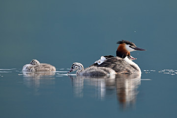 Haubentaucher (Podiceps cristatus) mit Jungtieren - Great crested grebe
