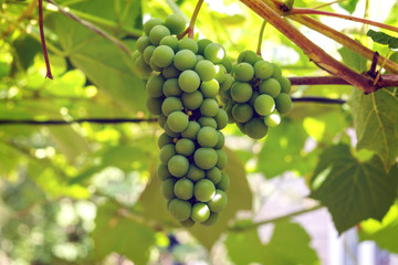 Branch of grape