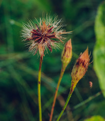 Meadow flowers